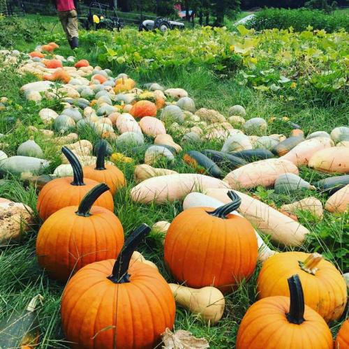 Pumpkins in field