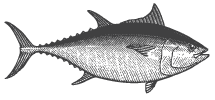 Tuna illustration